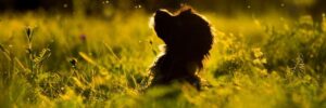 Grabsteine für Hunde