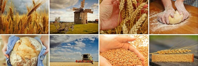 Getreidemühle kaufen, Mehl selber machen, Handgetreidemühle, Elektrische Getreidemühle, Vielfalt, Vollkorn