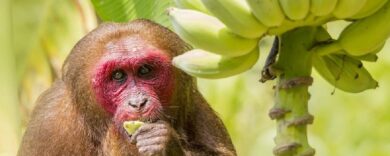 Bananen für Affen, lecker, Banane, Äffchen, essen Affen Bananen?