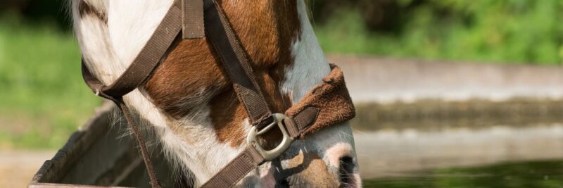 Wasserverbrauch eines Pferdes pro Tag, Pferd, Pferd trinkt Wasser, Tier, Wasser, Durst, Flüssigkeit